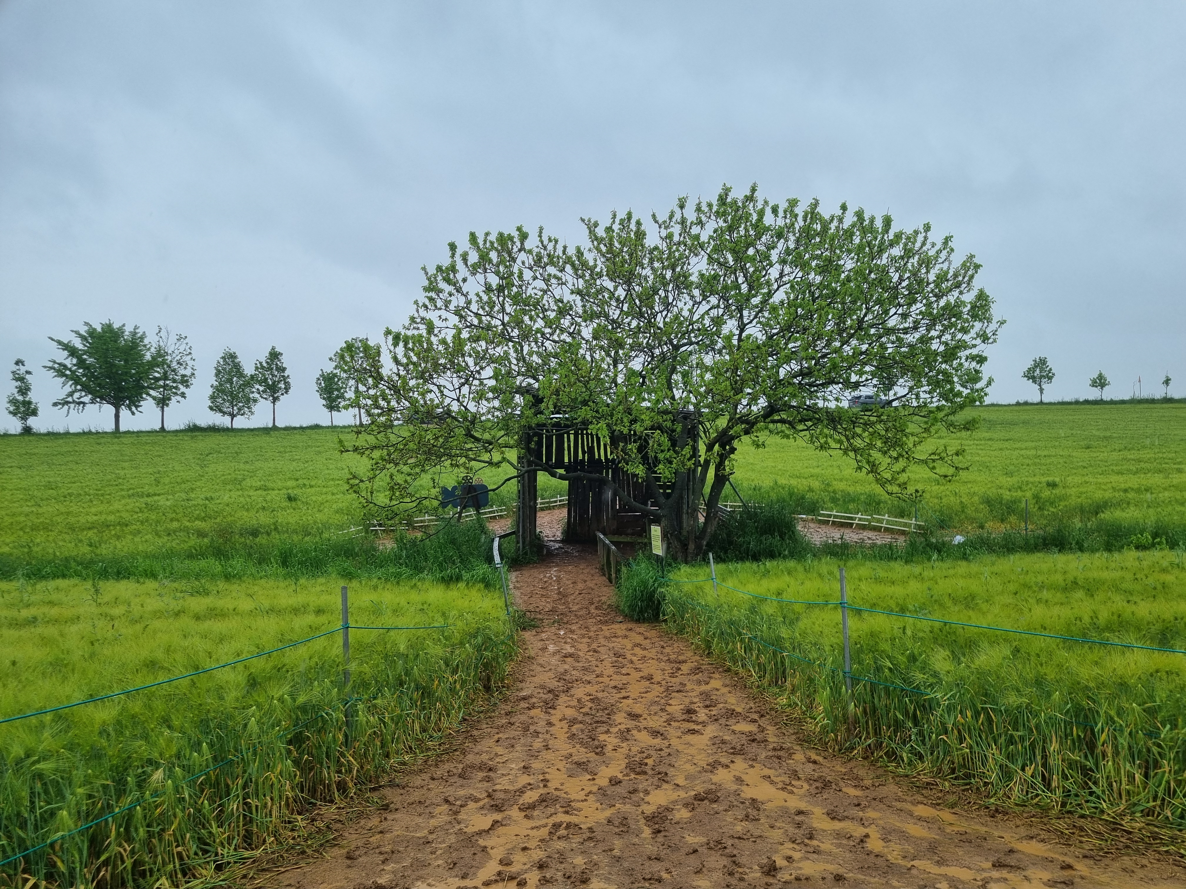 고창 청보리밭축제