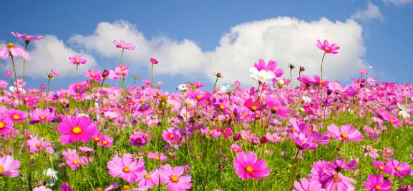 하동 북천 코스모스 메밀꽃축제