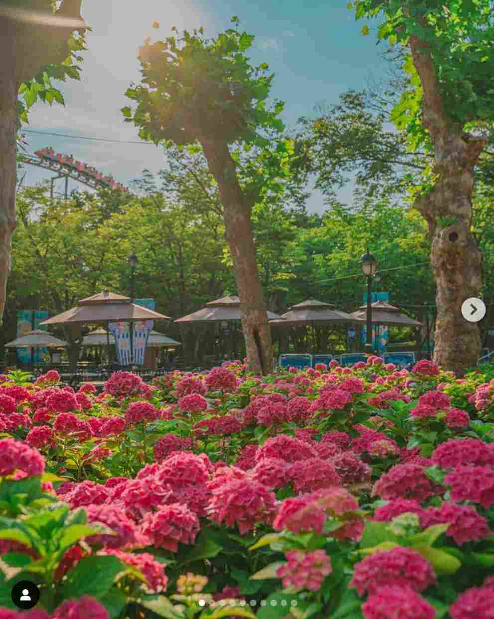 이월드 수국 포레스트 가든