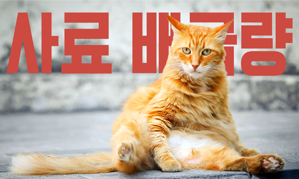 고양이-사료