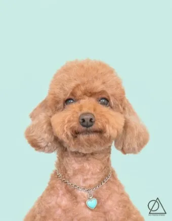 반려견 사진 산책 초점 추적 연사 자연스러운 표정_8