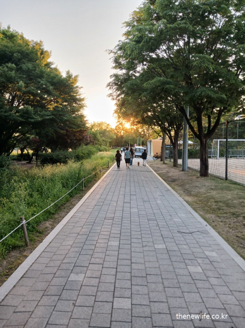 A family walking together in a park at sunset, promoting heart health and emotional well-being-해 질 무렵 공원에서 가족이 함께 산책하는 모습. 심혈관 건강과 정서적 안정에 도움이 되는 걷기 운동을 상징