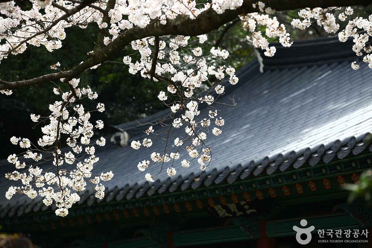 여의도 벚꽃축제