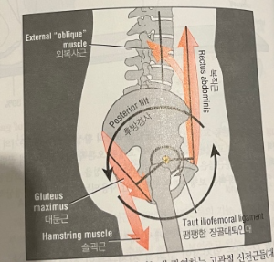골반후방경사에_관여하는_근육