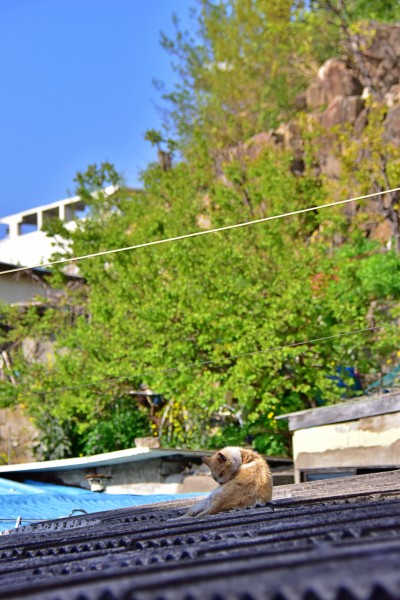 가야동 산동네 고양이