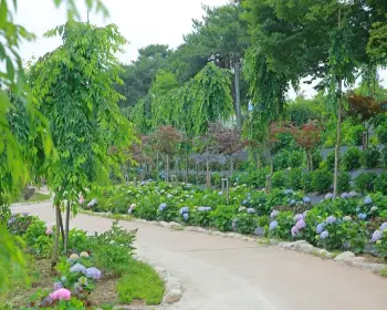 공주 수국축제 유구색동 수국 정원 꽃축제_32