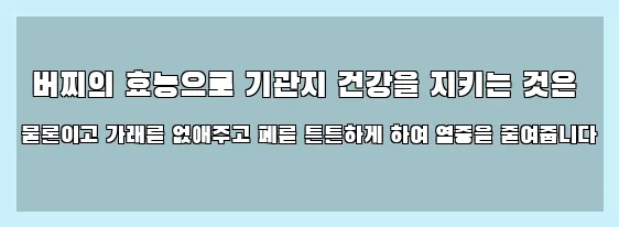  버찌의 효능으로 기관지 건강을 지키는 것은 물론이고 가래를 없애주고 폐를 튼튼하게 하여 염증을 줄여줍니다