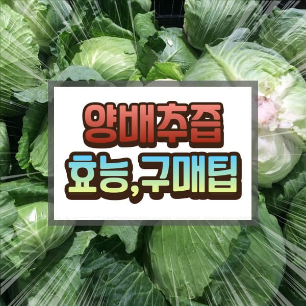 양배추즙에 대하여