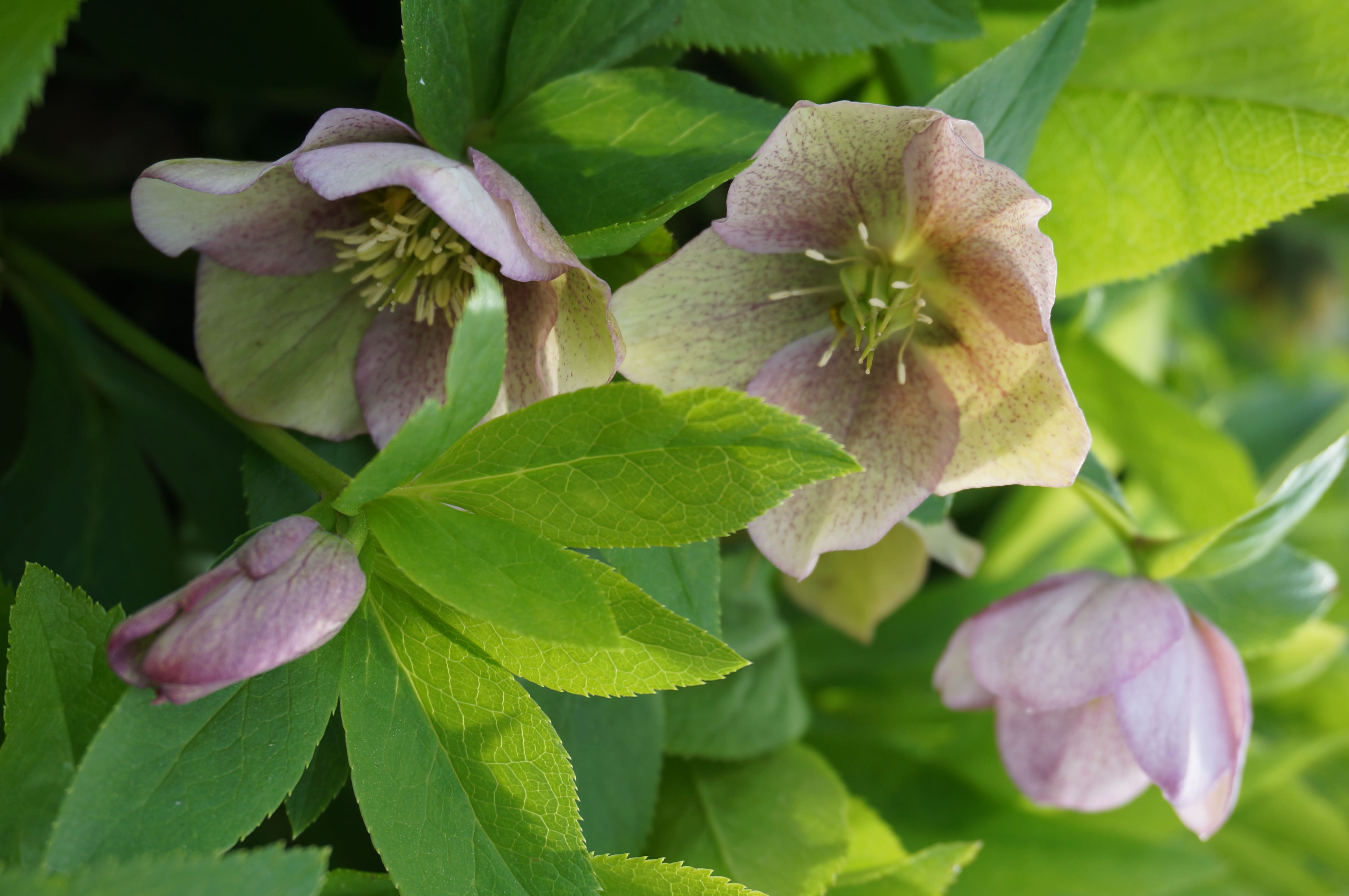 Helleborus niger L.