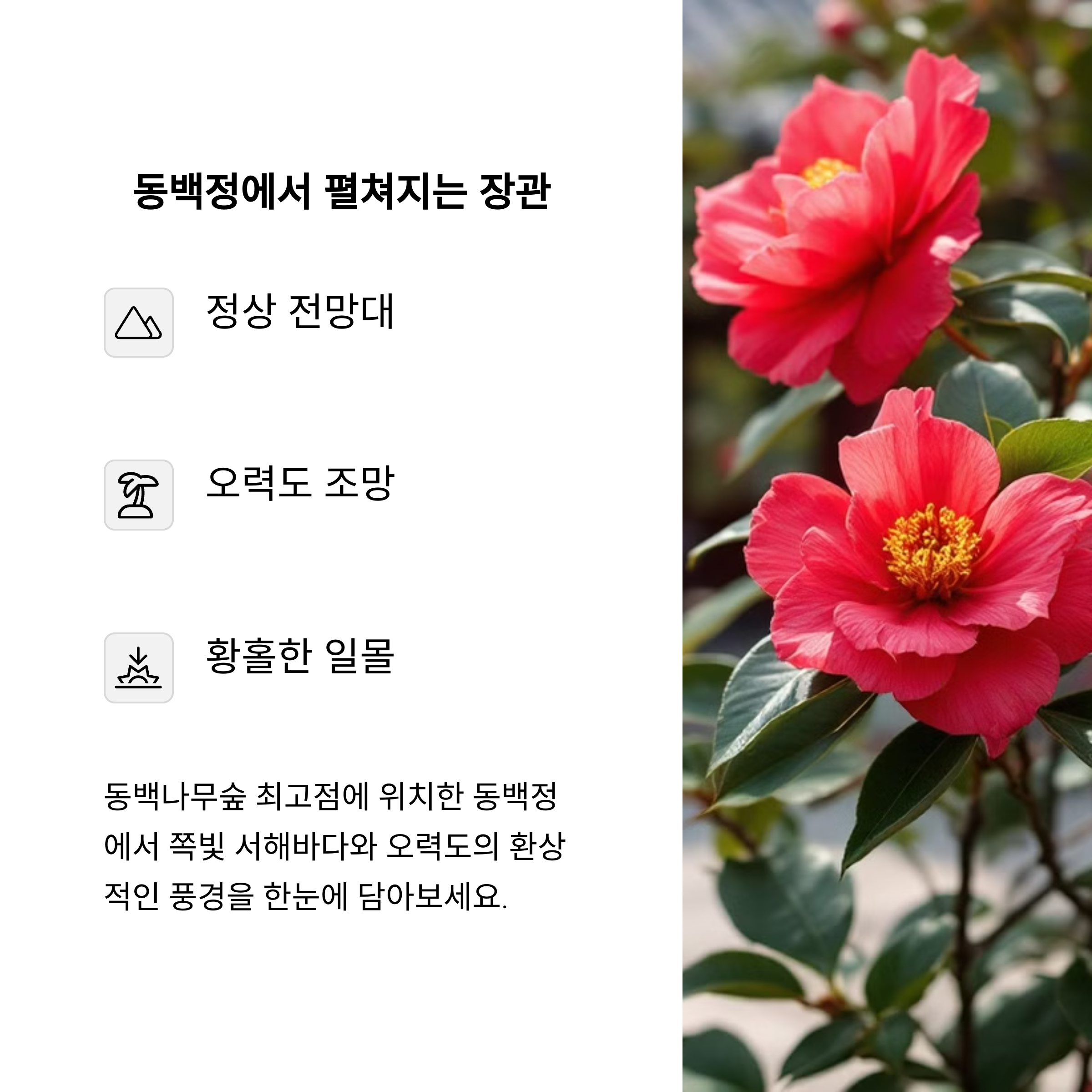 동백꽃 명소