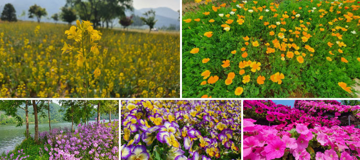 자라섬꽃페스타 주차