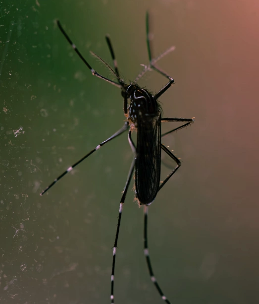 발가락 봉와직염 원인