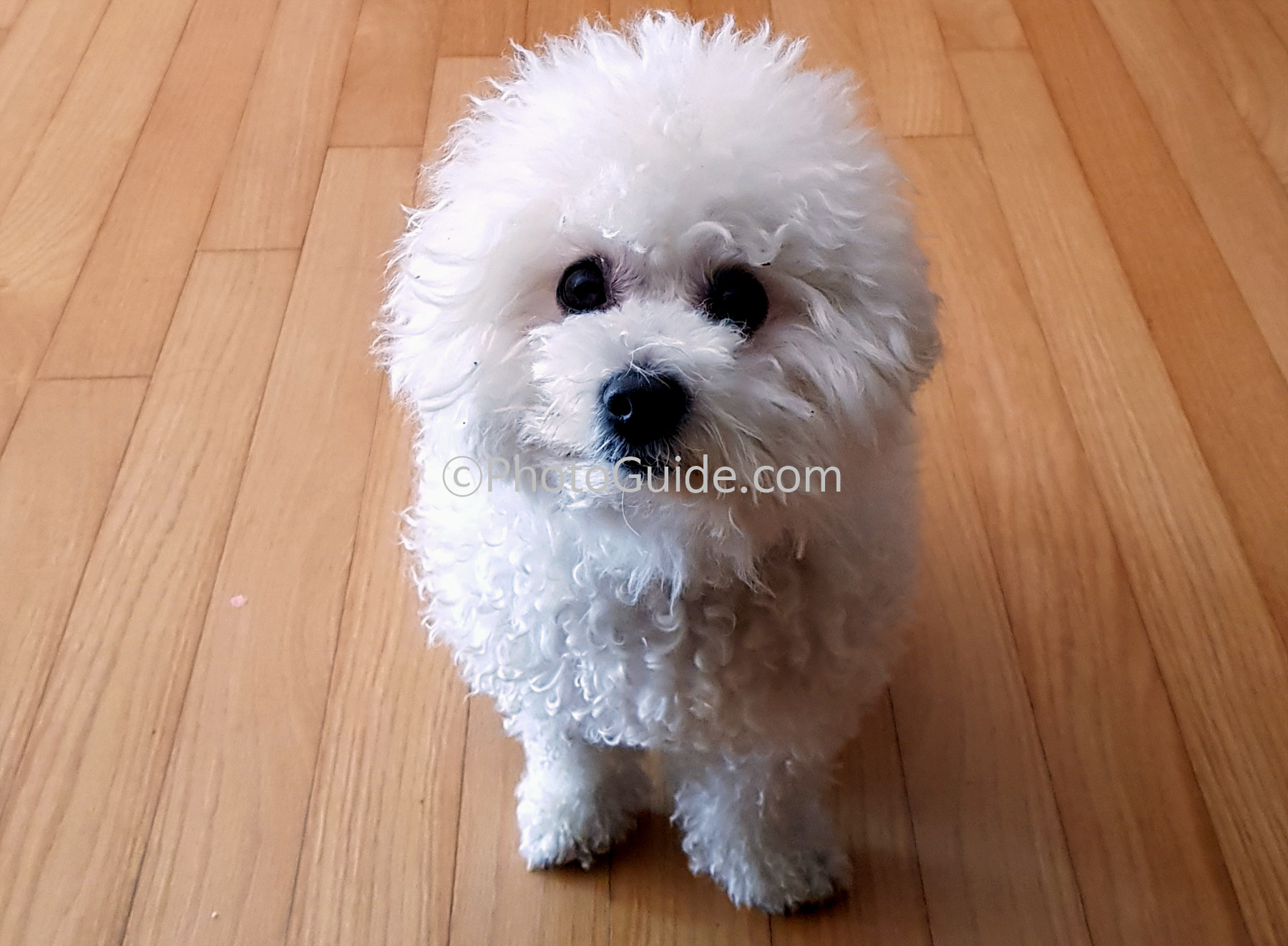 비숑프레제-강아지