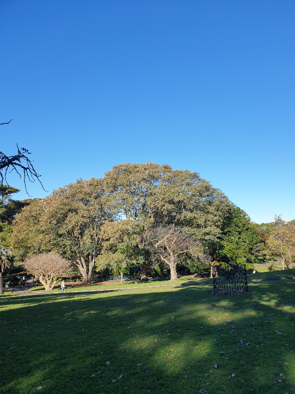 시드니 오페라 하우스부터 로열 보타닉 가든, NSW 아트 갤러리까지_보타닉 가든