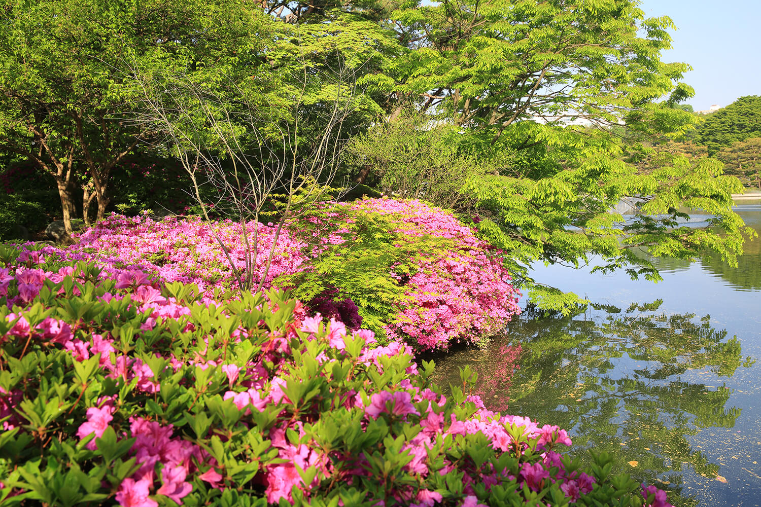 분당중앙공원 철쭉