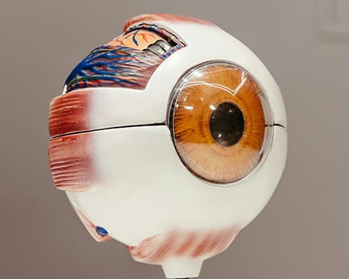 아스타잔틴의 효능과 부작용