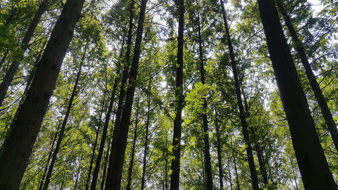 🌿 혼자 떠나는 화담숲 힐링 산책｜조용한 루트 추천