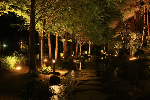 2024 세미원 연꽃축제