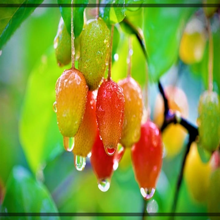 보리수-열매-이슬