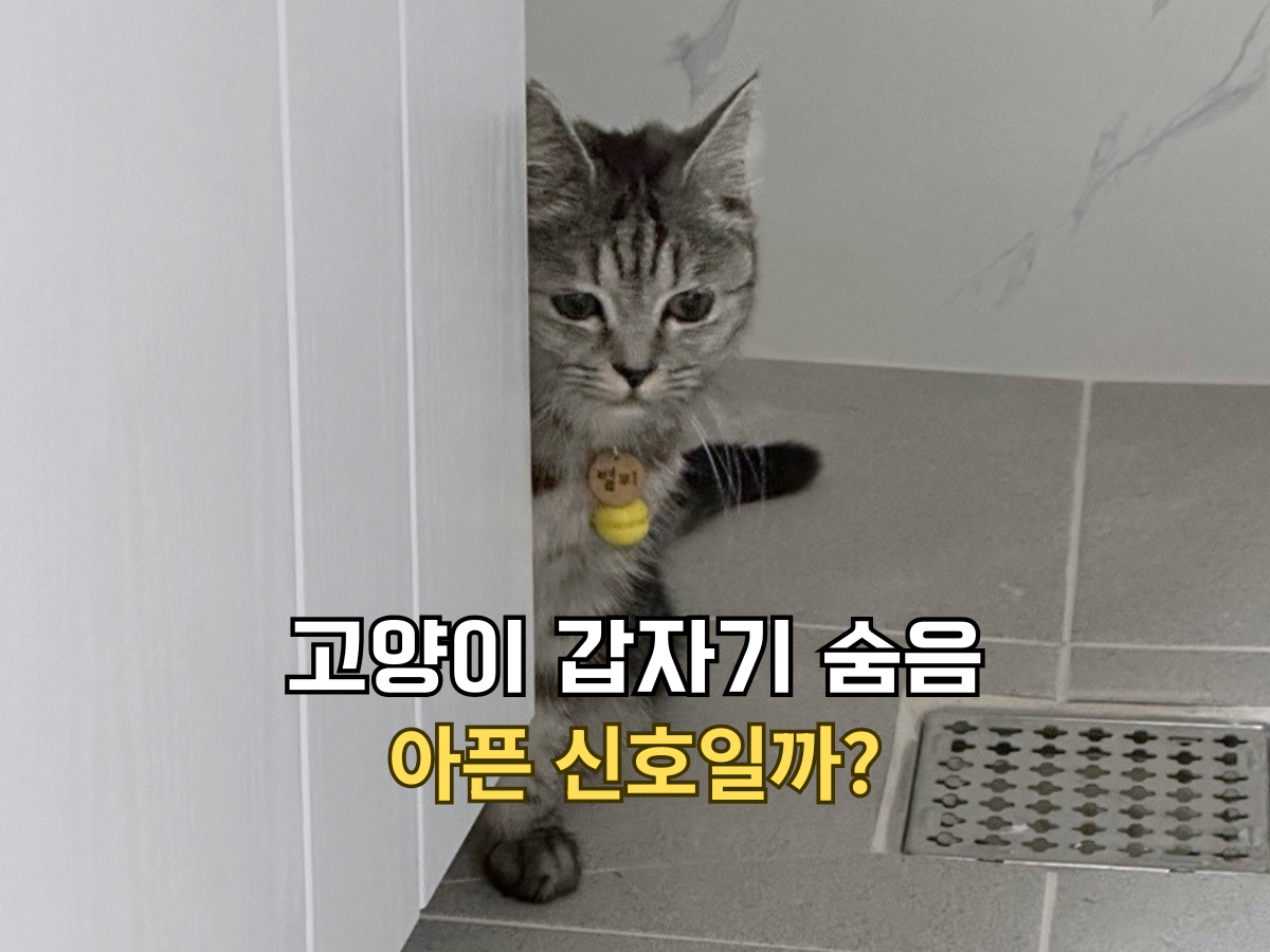 고양이 갑자기 숨음 아픈 신호일까 글의 썸네일. 문 뒤에 몸을 숨기고 얼굴만 빼꼼 내밀어 쳐다보는 회색 고양이 별찌.