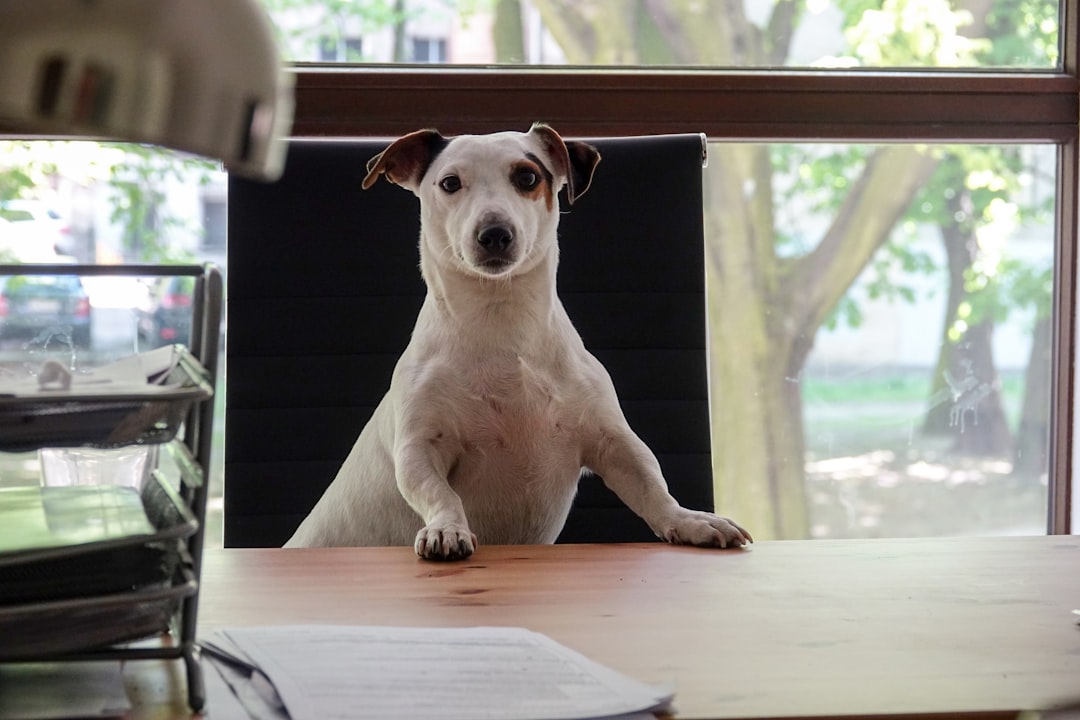 Pet insurance