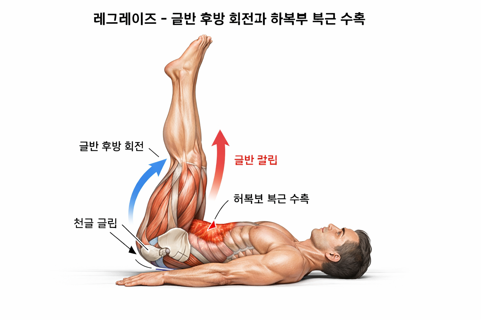 레그레이즈 골반 후방 회전 하복부 복근 수축