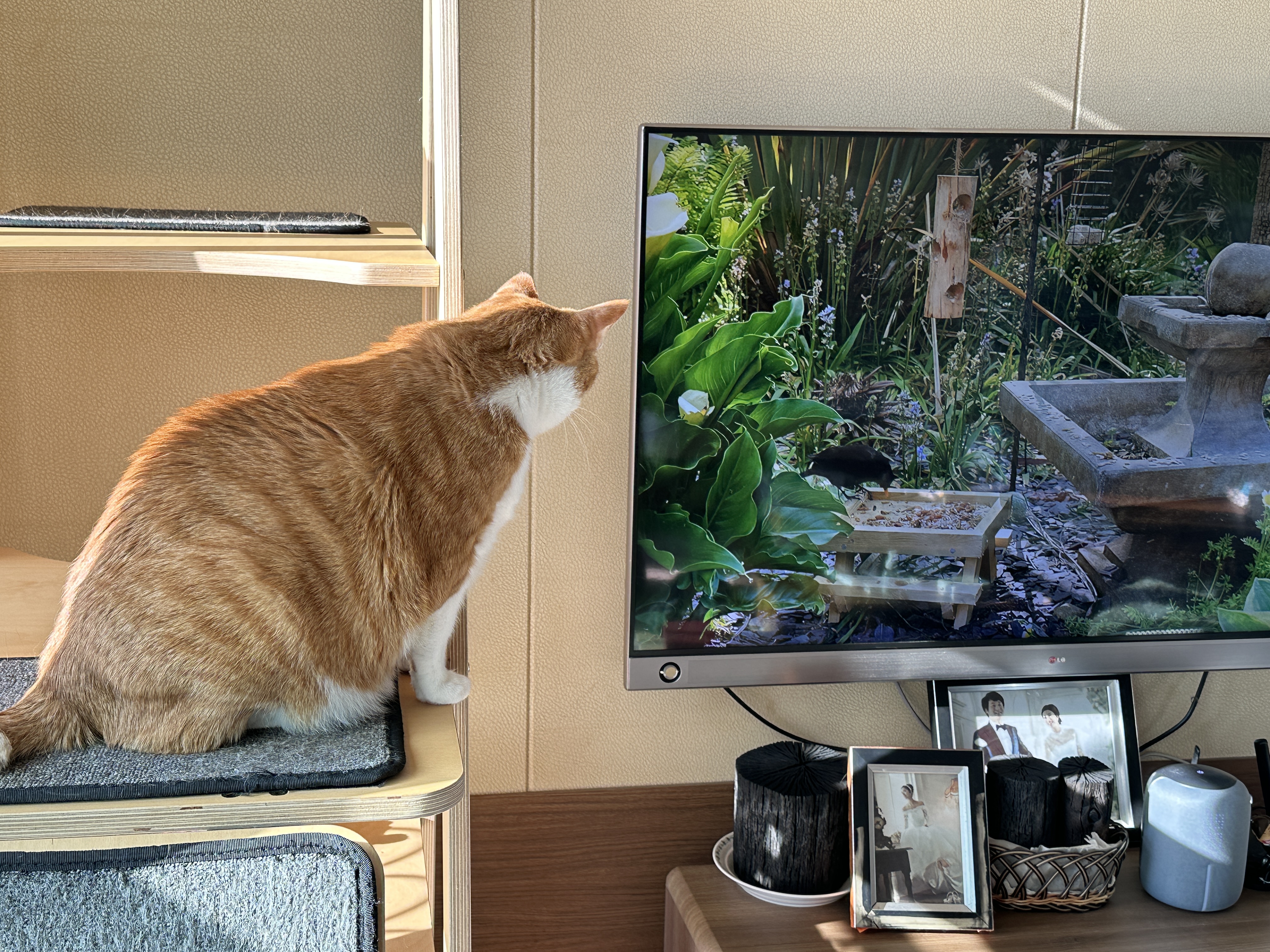 캣타워에서_TV에_초집중중인_치즈냥이_호야