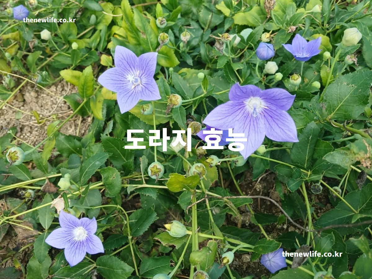 도라지 효능 대표 실사진
