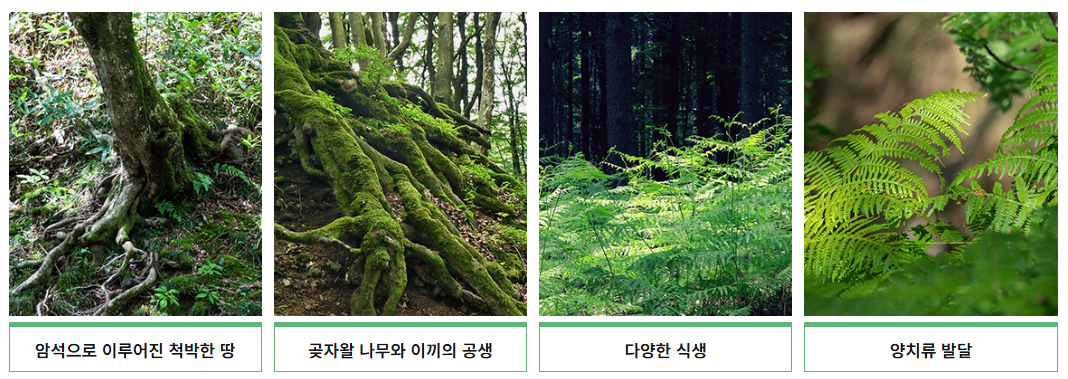 제주도 에코랜드 테마파크 원시림