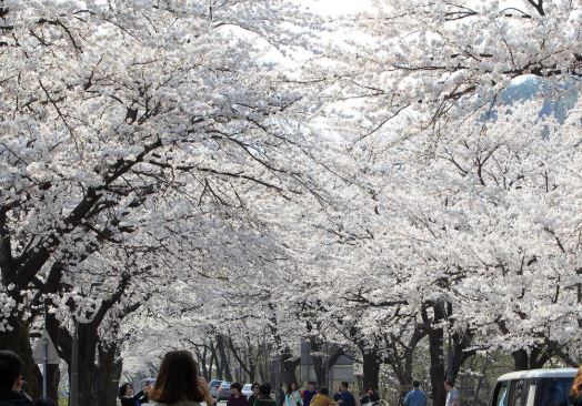 설악산 벚꽃