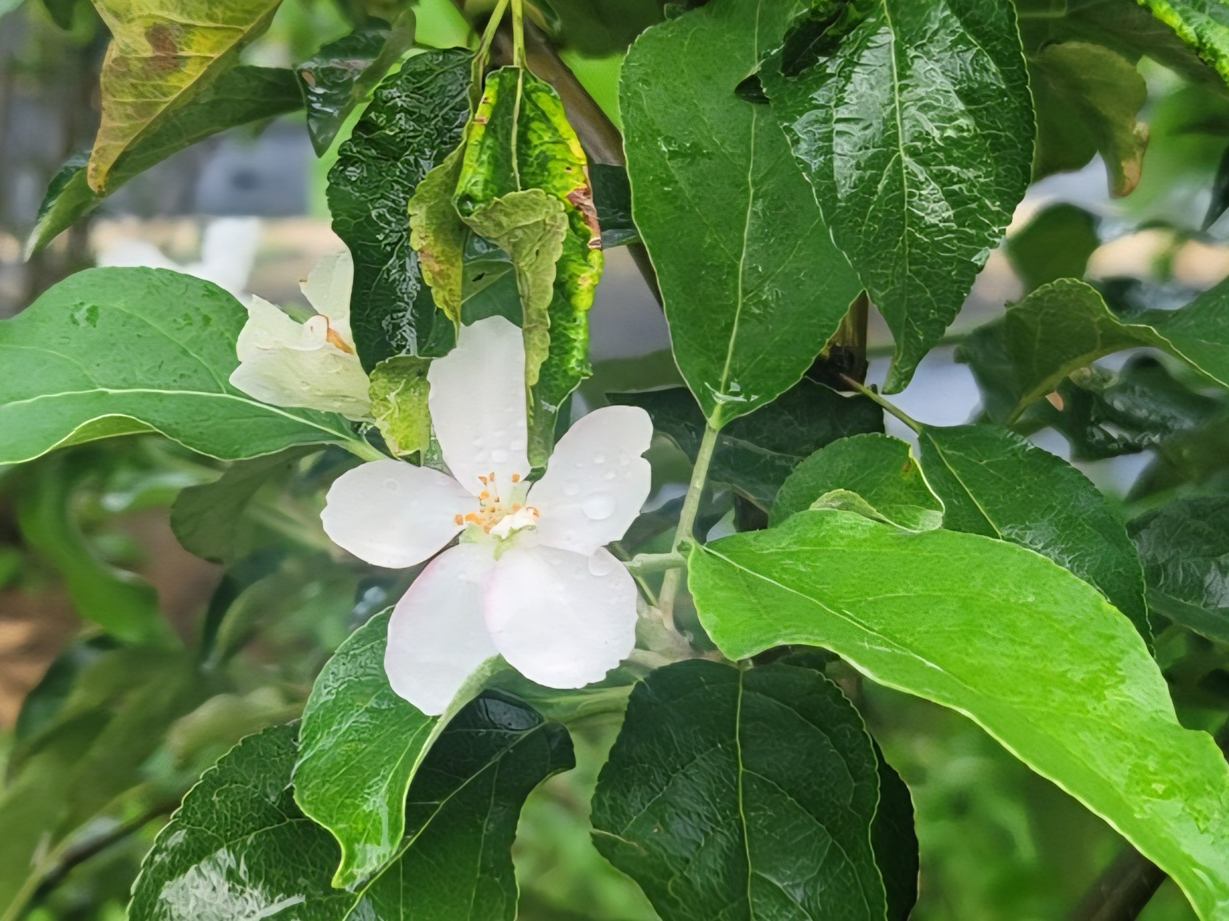사과나무 꽃과 생생한 녹색 잎의 조화