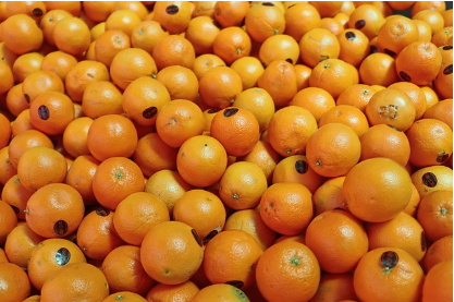 비타민 C의 효능: 건강을 위한 필수 영양소