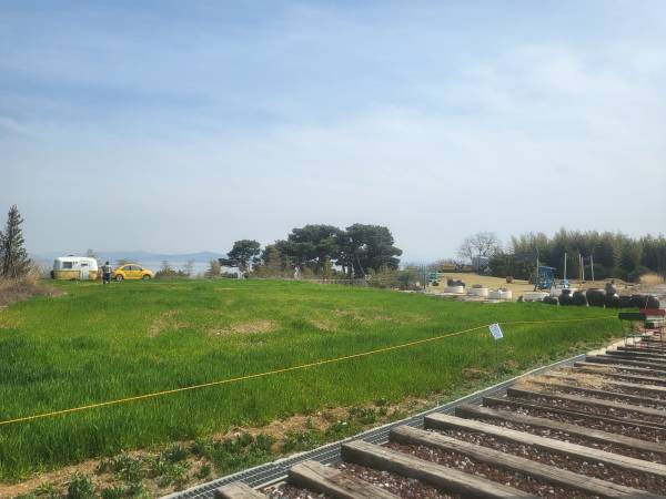 로드1950-청보리밭