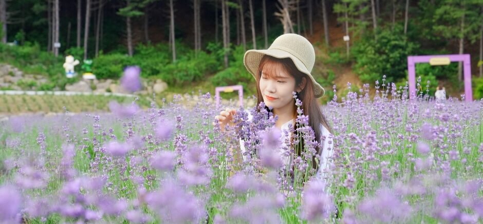 2023 포천 허브아일랜드 라벤더축제 입장료 주차 아이스크림 라떼