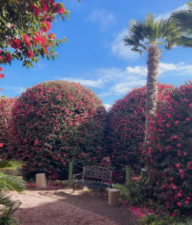 제주 겨울 여행지 동백꽃 명소 추천