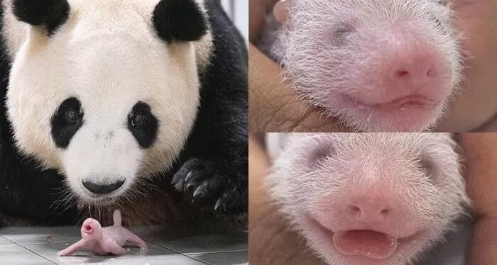 푸바오 동생 이름을 지어 주세요!(에버랜드 쌍둥이 아기 판다 이름 공모) 에버랜드 이름 공모 에버랜드 SNS 네이버 주토피아 카페 댓글 응모 가능 응모 방법