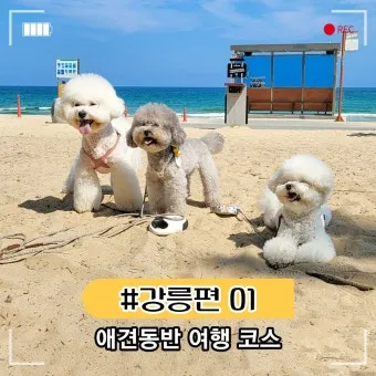강아지 동반 애견 동반 여행 국내 베스트 10_5