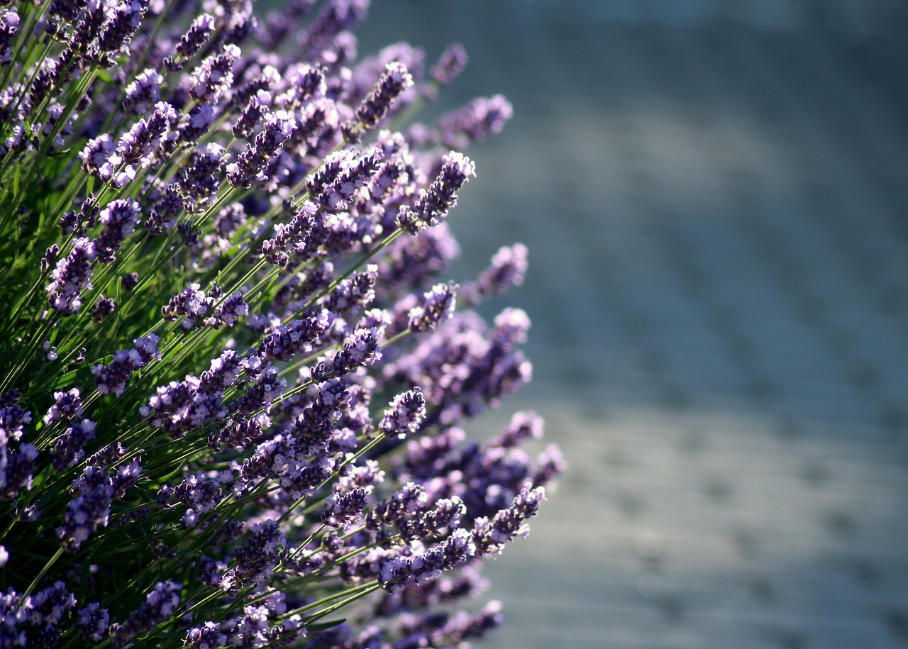 포천 허브아일랜드 라데봄축제
