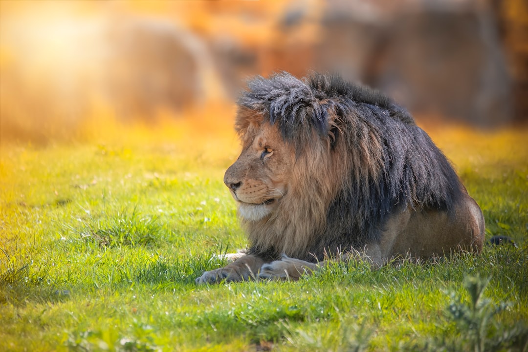 King.