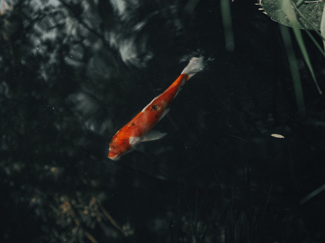 Krill