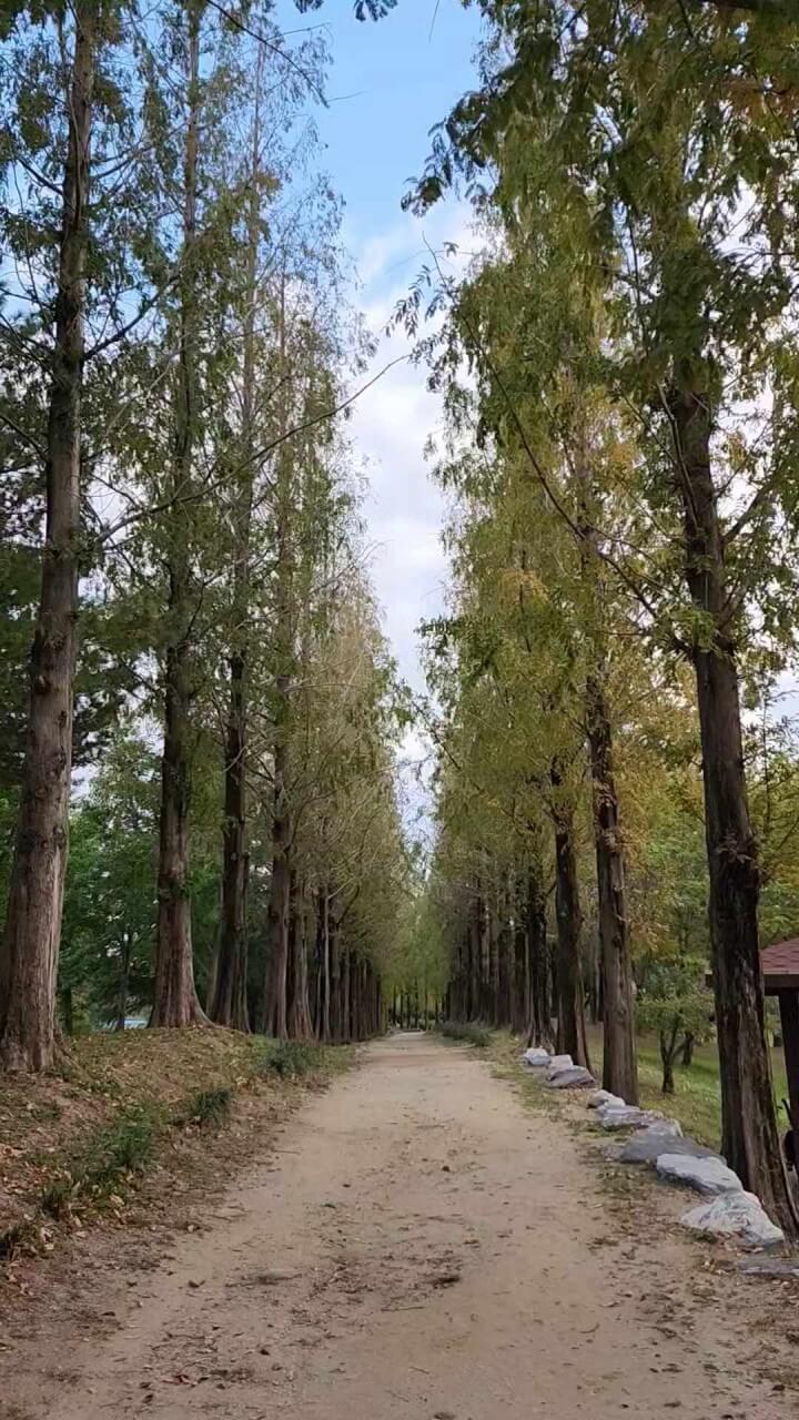 대구 가볼만한 단풍 여행은 어디일까? 대구 단풍 여행 총정리!