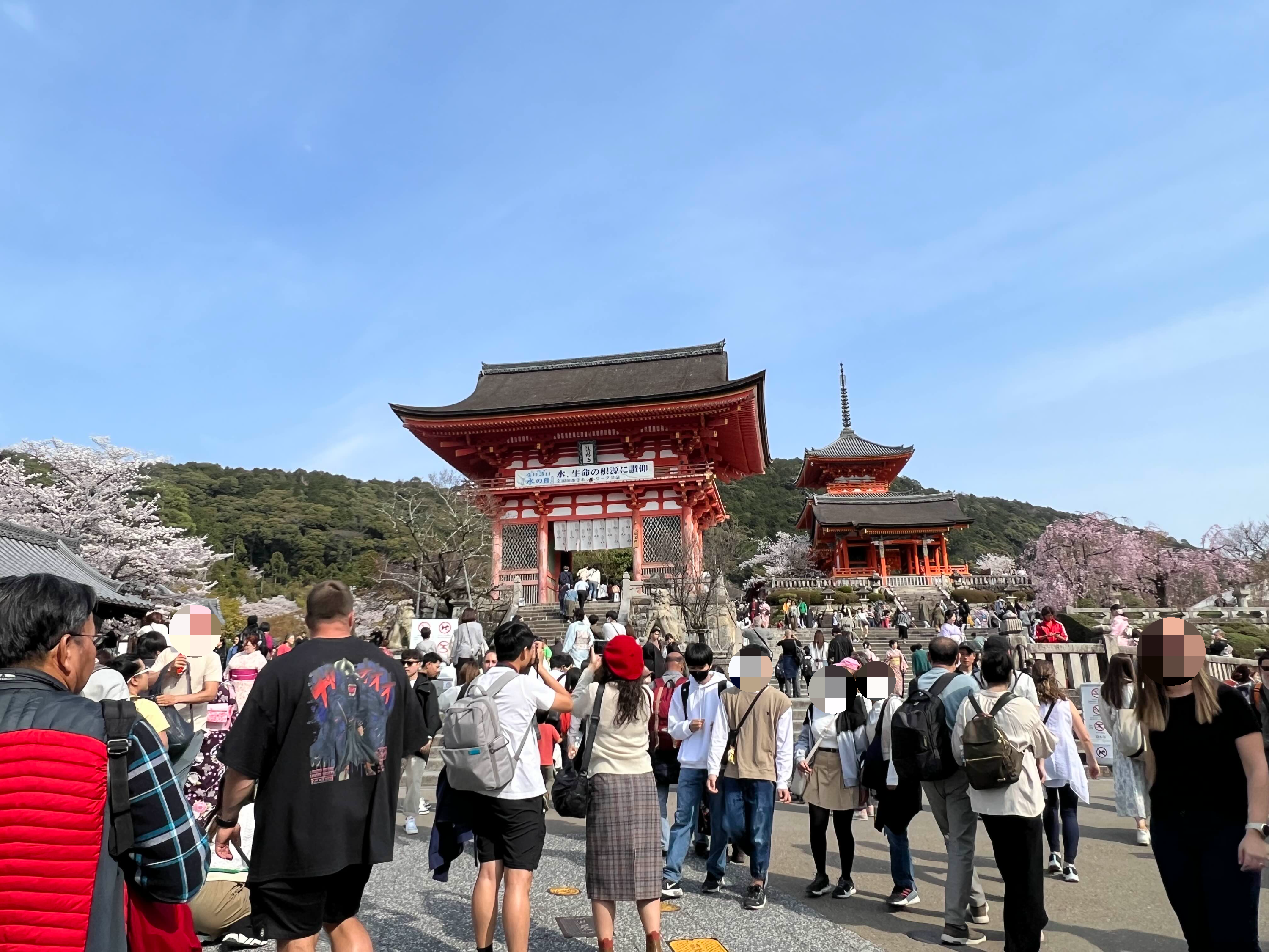 2023년 봄, 청수사의 인파와 벚꽃