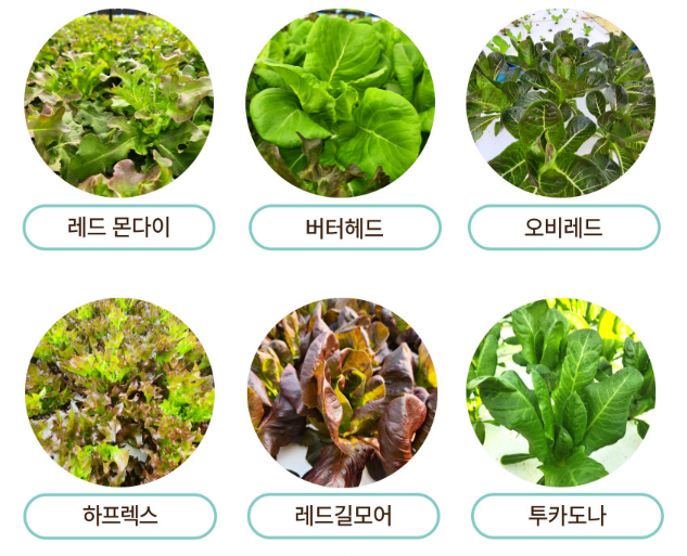 생방송투데이 이주의 장바구니 아쿠아포닉스 16종 유럽 잎채소 구매방법 밀양 플로우팜