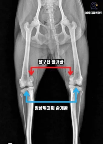 강아지 슬개골 탈구 수술 후유증_10