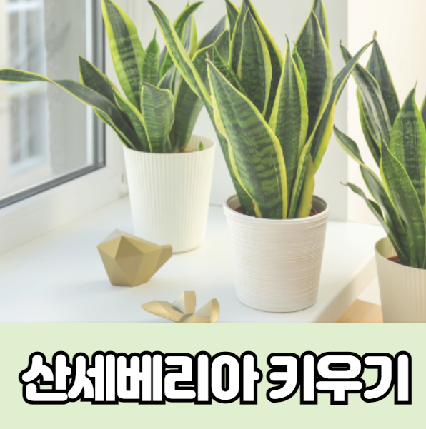 산세베리아 키우기