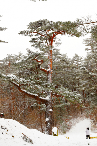 경상도 겨울 트레킹 추천 BEST 5 : 고요하고 깊은 남부의 겨울 숲길