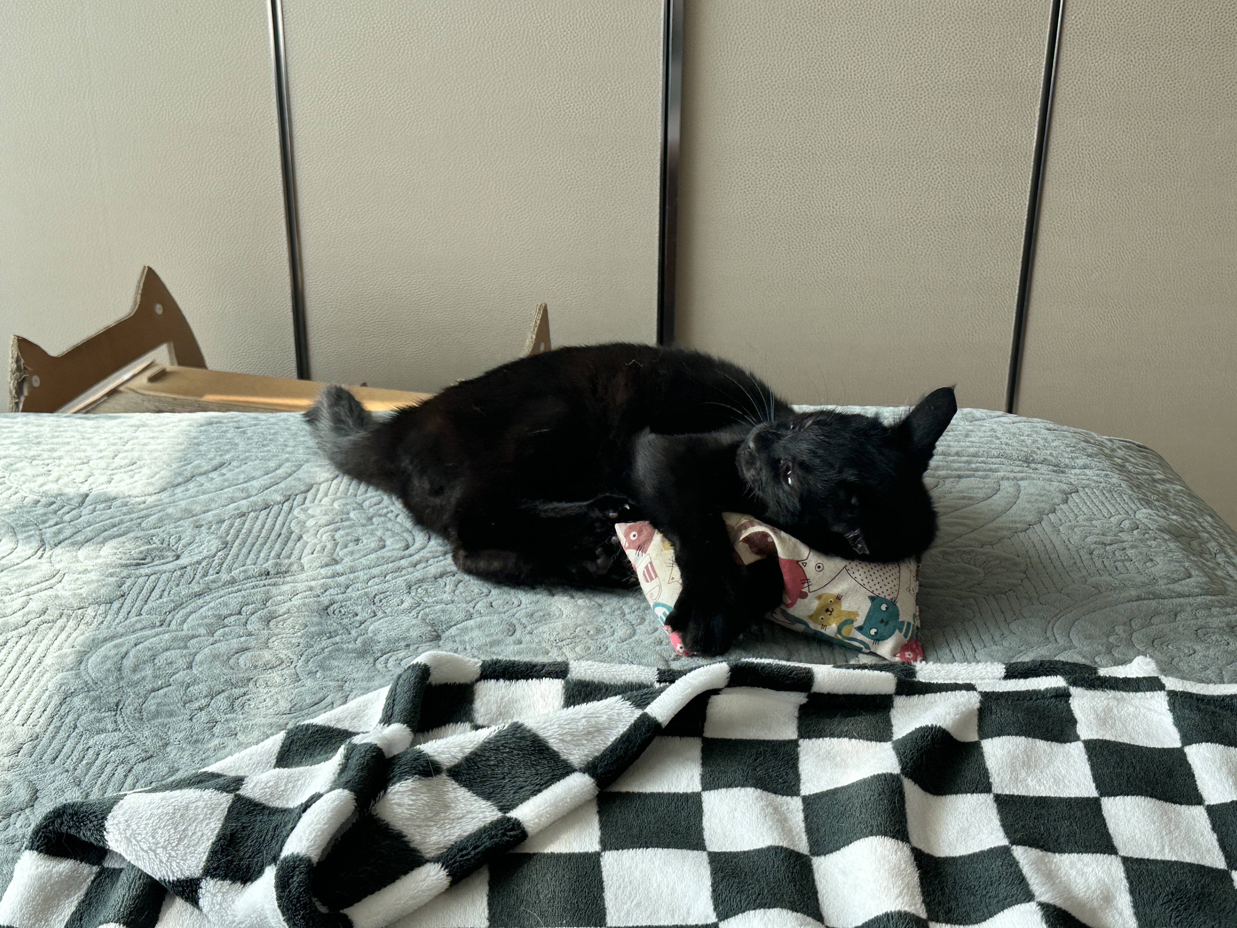 아침부터 캣닢에 취해 뒷발팡팡 남발하는 냥냥이 (feat.호야꼬리)