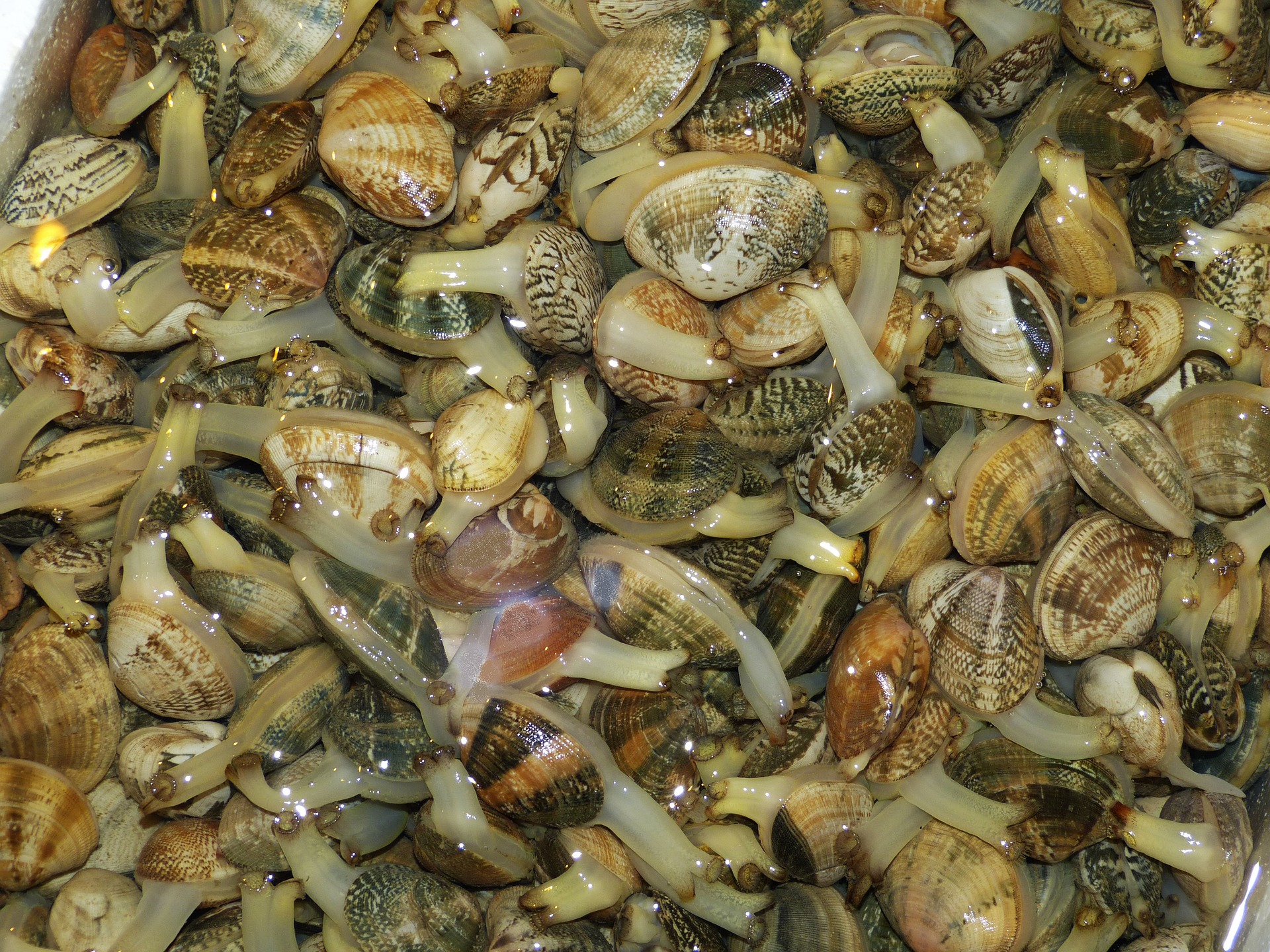 바다에서 채취를 한 조개를 잘 세척해서 깨끗한 물에 담가놓고 위에서 확대를 하여 찍은 사진