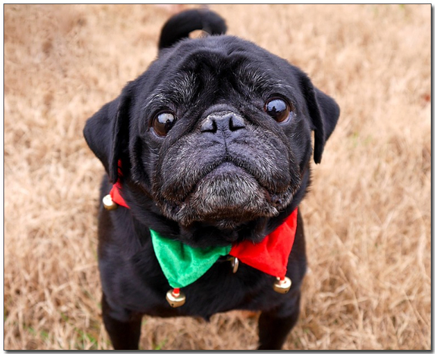 ํฌ๋ฆฌ์ค๋ง์ค ์ท์
์ ํผ๊ทธ