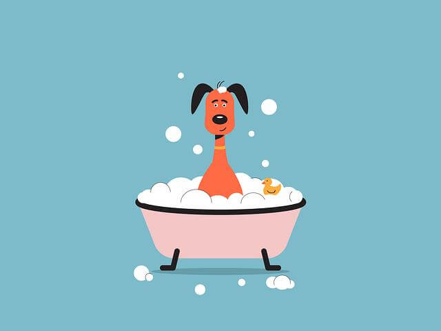 여름철 반려견과 안전하게 물놀이 즐기는 방법과 주의사항